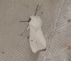 Spilosoma urticae